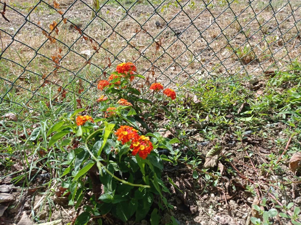 רקאנטי La Casa Di Tara B&B Armonia E Natura מראה חיצוני תמונה